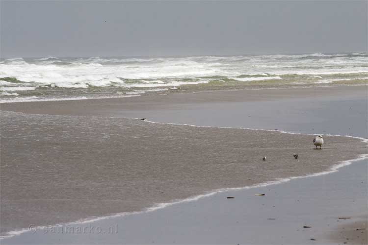 Meeuw en strandlopers in het water