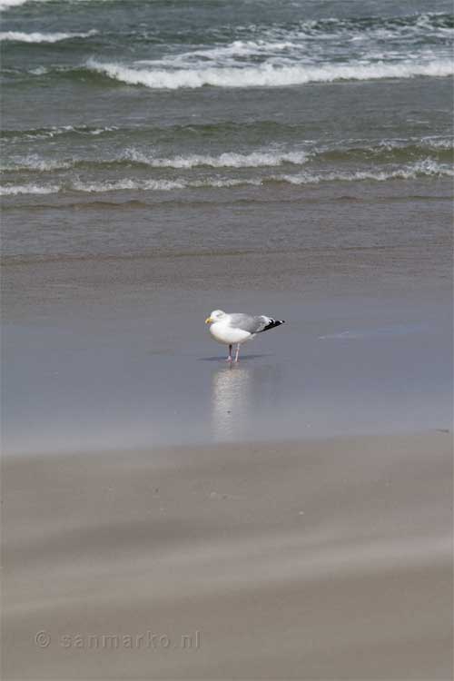 Meeuw op het strand van Terschelling