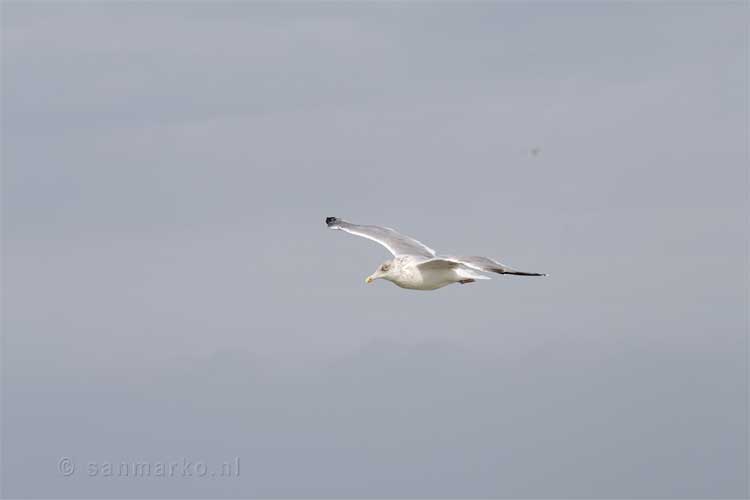 Meeuw in de lucht