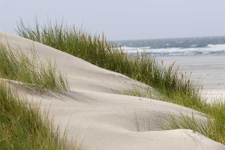 Blik vanuit de duinen van Terschelling