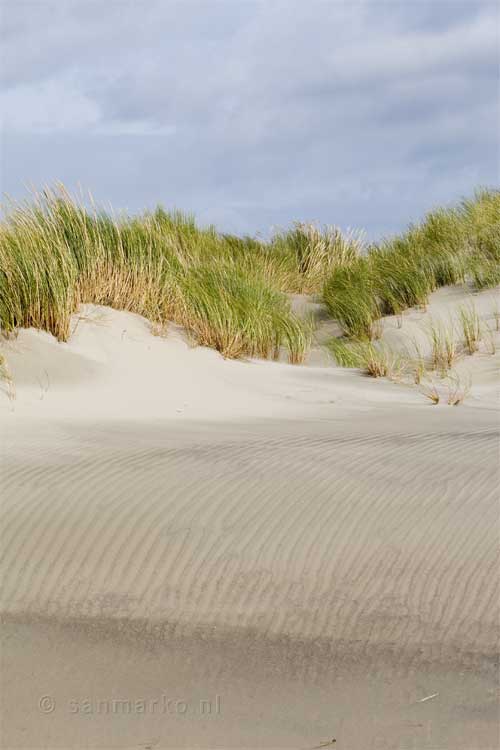 In de duinen van Terschelling