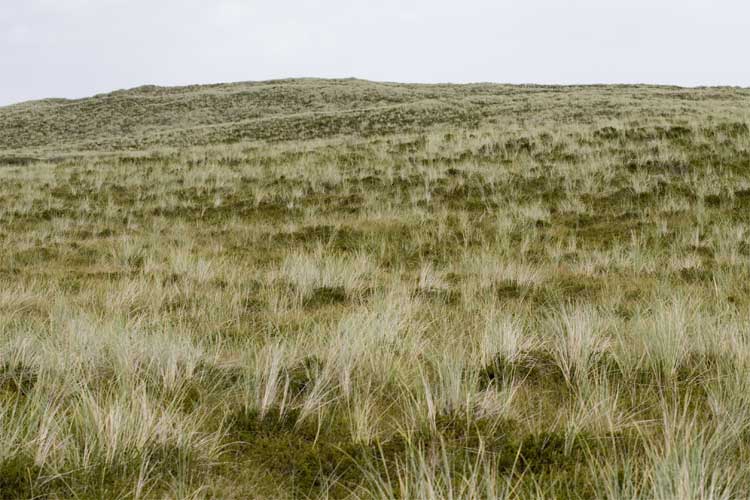 Uitzicht net achter de duinen