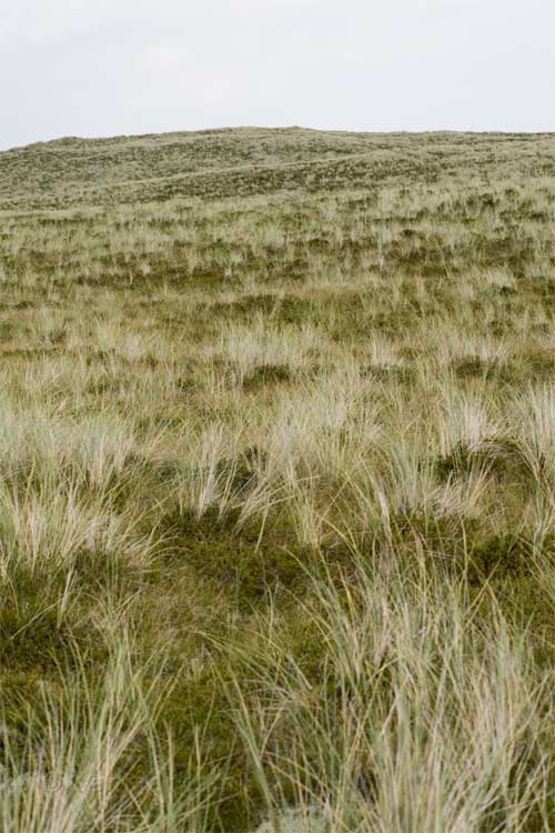 Uitzicht achter de duinen bij Hoorn