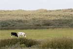 Koeien in de duinen