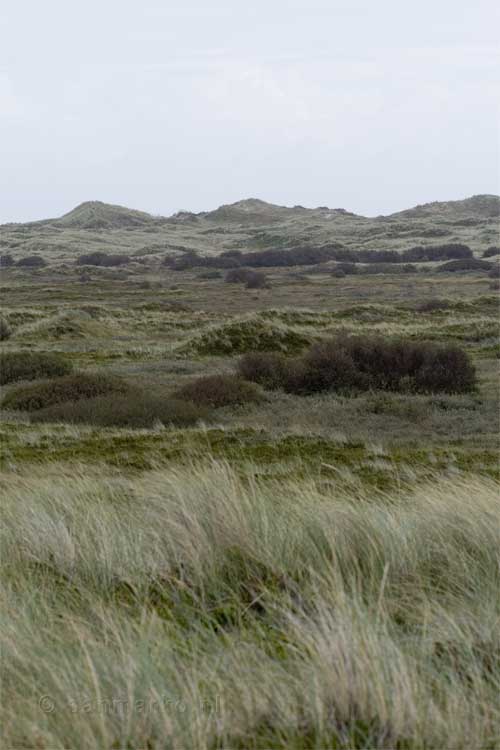 Tijdens onze wandeling vanuit het Hoornse bos