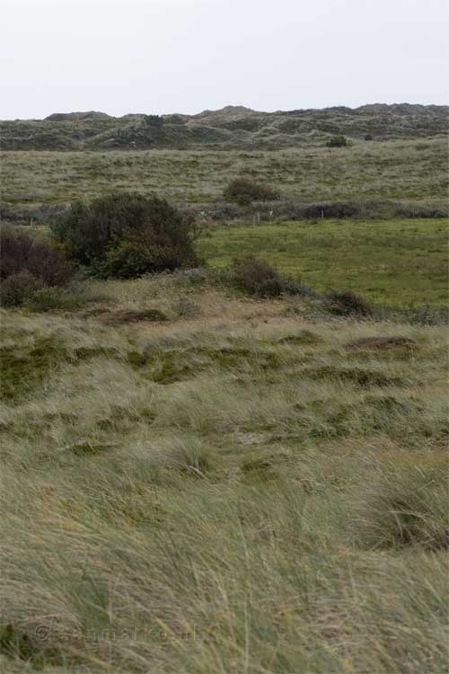 De vegetatie op Terschelling