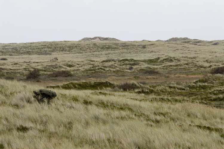 Uitgestrekte duinen op Terschelling