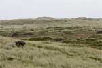 Uitgestrekte duinen op Terschelling