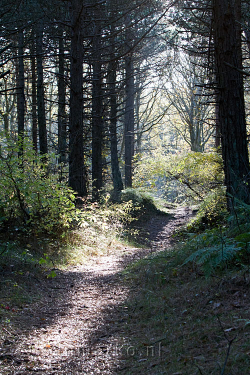 In het Hoornse bos op Terschelling