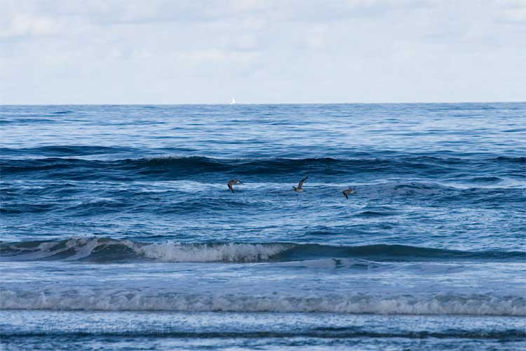 Vogels vliegen over het water