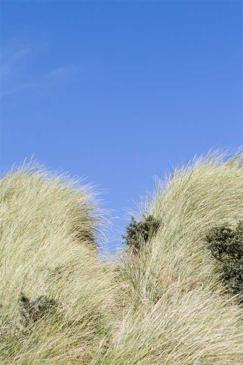 Een pad door de duinen