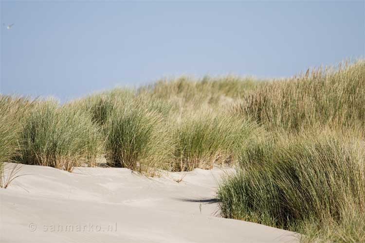 Gras in de duinen van Schylge