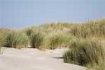 Gras in de duinen van Schylge