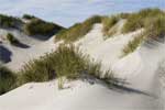 Gras bovenop de duinen