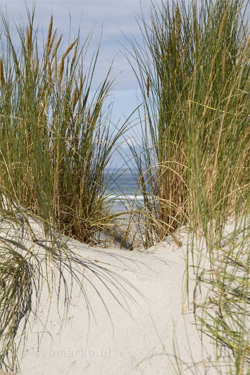 Blik op de zee door het gras