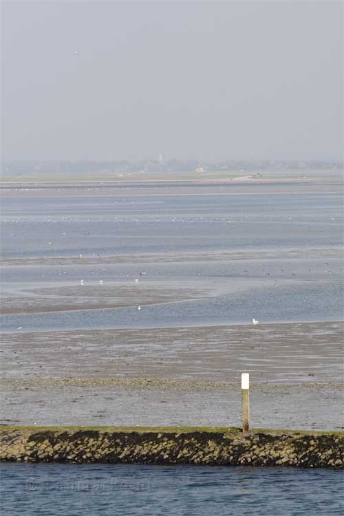 Veel vogels in de Waddenzee