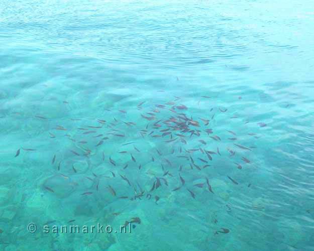 Aquarium bay bij Bodrum