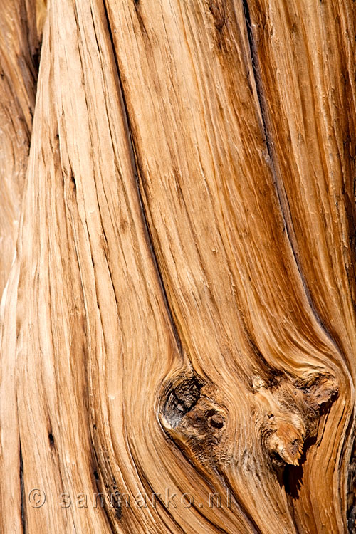 Close up van een stam van Bristlecone Pines in Californië