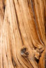 Close up van een stam van Bristlecone Pines in Californië