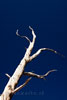 Een dode Bristlecone Pine