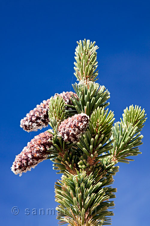 Denneappels in Bristlecone Pines