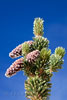 Denneappels in Bristlecone Pines