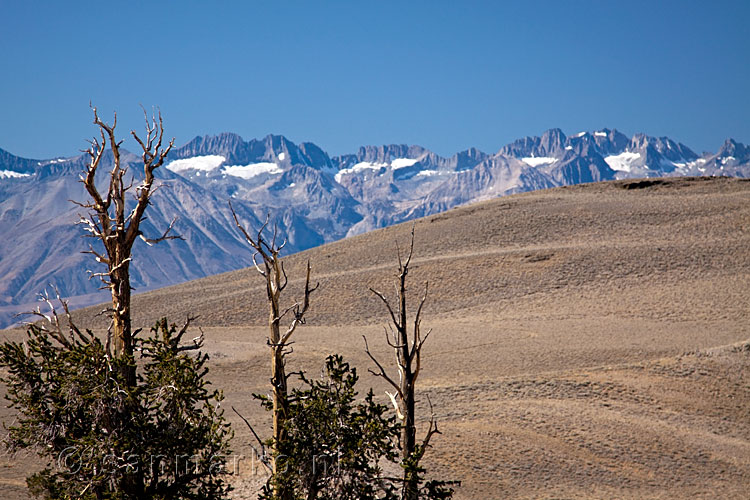 Uitzicht op Sierra Nevada vanaf Bristlecone Pines