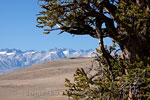 Uitzicht op Sierra Nevada in Californië vanaf Bristlecone Pines