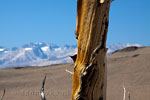 Uitzicht vanaf Bristlecone Pines