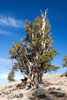 Een van de oudste Bristlecone Pines op aarde