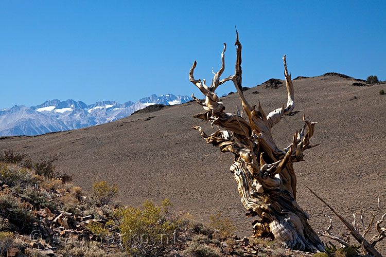 Een mooie dode Bristlecone Pine