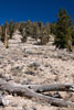 Bristlecone Pines bos in Amerika