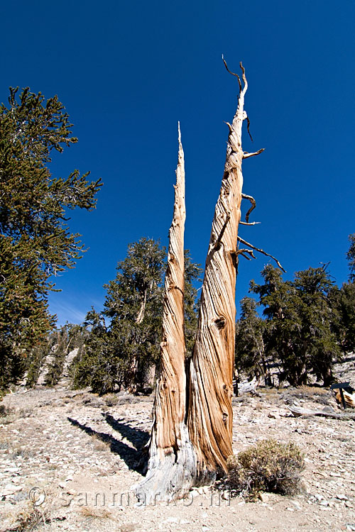 Gedraaide stamgroei van Bristlecone Pines