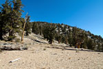 Uitzicht over het Bristlecone Pines bos