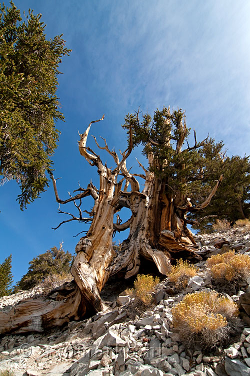 Een van de Bristlecone Pines tijdes de Discovery Trail