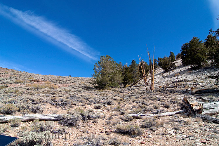 Op witte stenen de Bristlecone Pines en de rode stenen niet