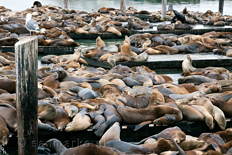 Zeeleeuwen bij Pier 39 in San Francisco