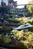 Lombard Street in San Francisco