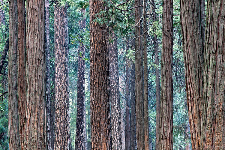 Het bos op de Upper Pines campground in Yosemite Valley