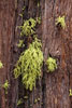 Mos op de bomen bij Inspiration Point in Yosemite