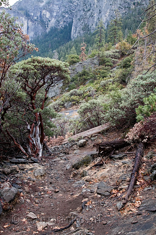 Door het bos wandelen naar Inspiration Point in Yosemite