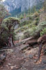 Door het bos wandelen naar Inspiration Point in Yosemite