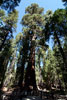 The California Tunnel Tree in Mariposa Grove in Yosemite