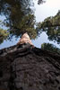 De Giant Sequoia vanaf de stam