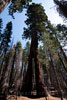 De Clothespin Tree, een van de Giant Sequioa's in Yosemite