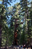 De Grizzly Giant Sequoia in Mariposa Grove in Yosemite
