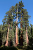 De rode stam van de Giant Sequoia's is hier duidelijk zichtbaar