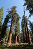 De Giant Sequoia's zijn echt groot!