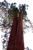 The Faithful Couple Giant Sequoia in Mariposa Grove in Yosemite
