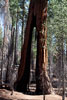 Een close up van Clothespin Tree in Mariposa Grove in Yosemite